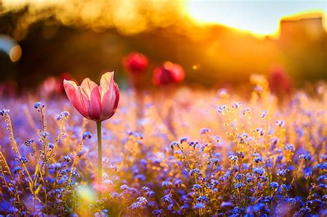 Hd Wallpaper Tulip Flowers Field Red And Pink Tulip Sunset