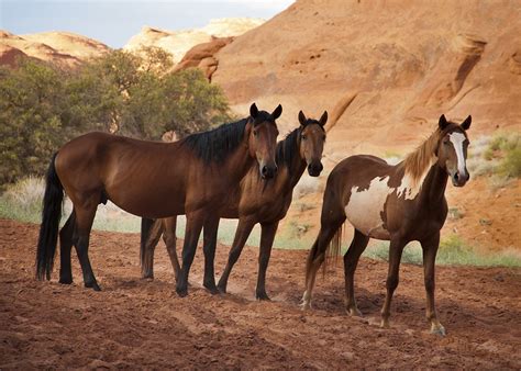 Wild Feral Horses Are Bad For The Environment In The West