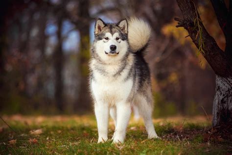 4 Best Alaskan Dog Breeds