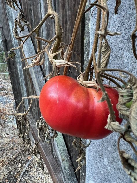 A New Way To Ripen Late Season Tomatoes — Poppy Corners Urban Farm