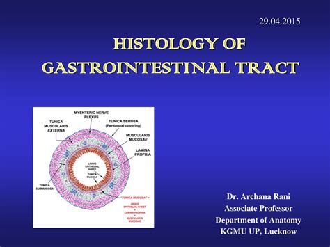 PPT HISTOLOGY OF GASTROINTESTINAL TRACT PowerPoint Presentation Free
