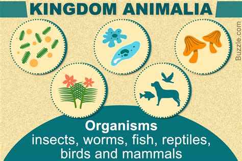 An Explanation Of The 5 Significant Kingdoms Of Living Things Biology