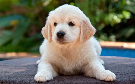 Beige Fluffy Puppy 4k Small Dog Golden Retriever Puppy Labrador