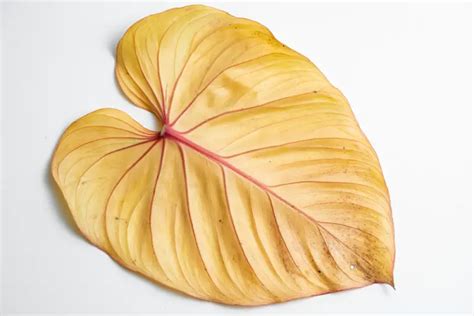Yellow Philodendron Leaves Reasons And Treatments