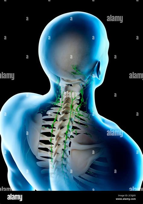 Lymph Nodes Of The Back And Neck Computer Illustration Stock Photo Alamy