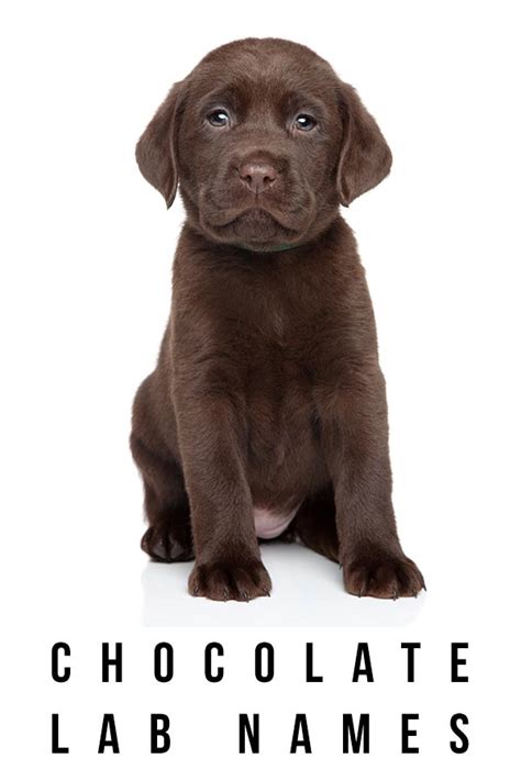 Here you're going to find a large list of memorable names for female dogs that will be fit to use for virtually any breed or color. Chocolate Lab Names - The Best Chocolate Names For Your ...