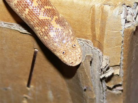 Arabian Sand Boa Is A Snake With The Funniest Face Ever