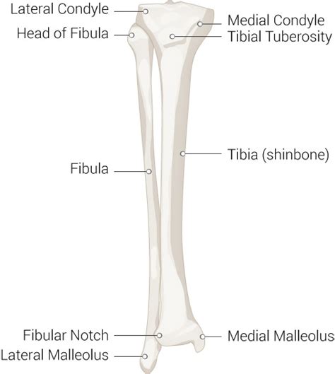 Anatomy Bony Pelvis And Lower Limb Leg Bones Statpearls Ncbi