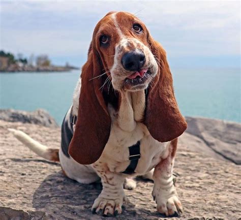 Basset Hound Breed Information Guide Photos Traits And Care Bark Post Hound Breeds Basset
