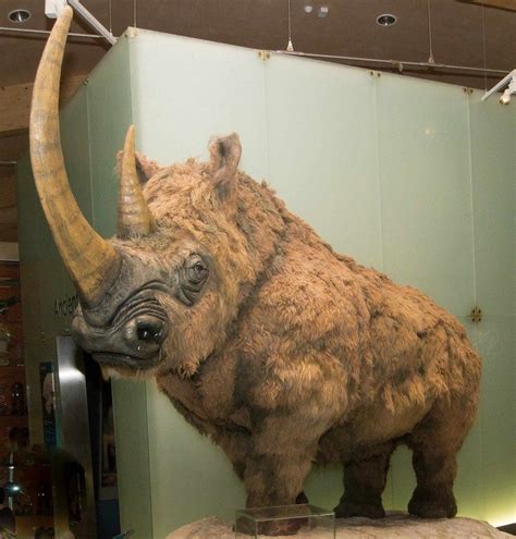 Woolly Rhinoceros Prehistoric Wildlife Prehistoric World Prehistoric