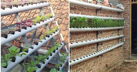 Apakah anda mau investasi tanah kebun yang menguntungkan? Menggunakan Pipa PVC untuk berkebun Sayur Hidroponik