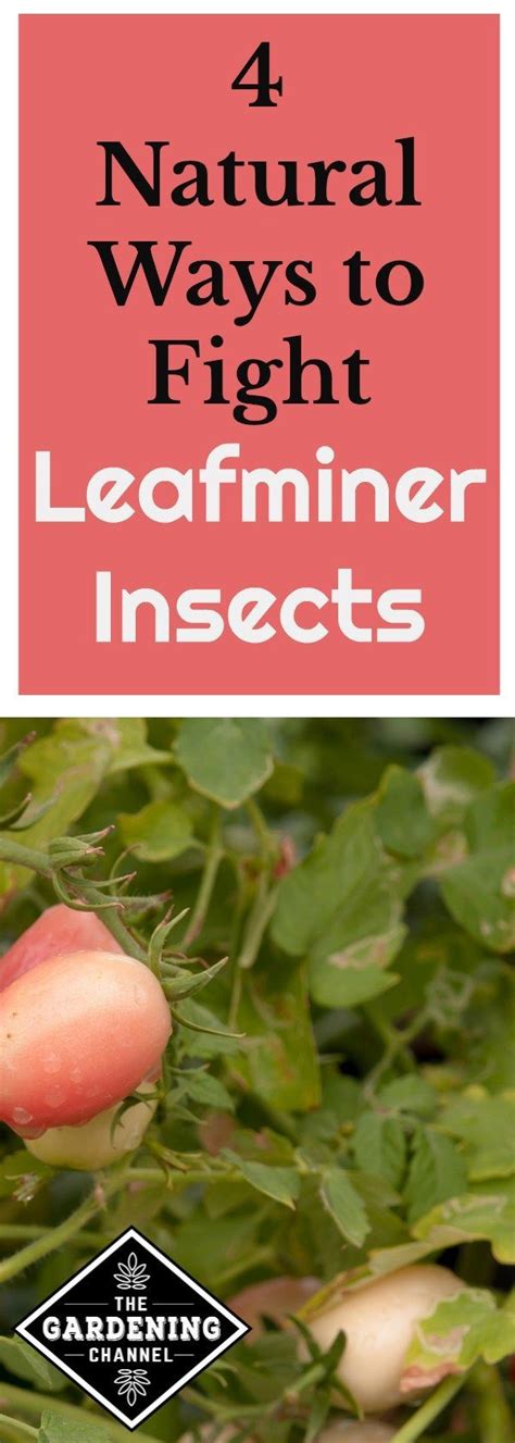 Then treat the mounds by sprinkling about a table spoon of ant bait around the mound, but not on it…the mound is the ants'. Learn how to identify, prevent, and treat leafminer ...