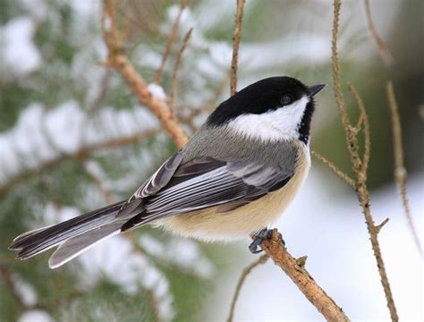 Our Favorite Photos Of Northern Wisconsin Lifeinthenorthwoods Bird