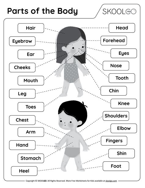 Parts Of The Body Free Worksheet Skoolgo