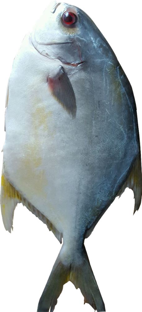 Golden Fish Halibut Png Download Original Size Png Image Pngjoy