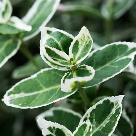 Genus euonymus can be deciduous or evergreen shrubs or small trees, often with fine autumn. Euonymus Emerald Gaiety - Hedges Direct UK | Evergreen ...