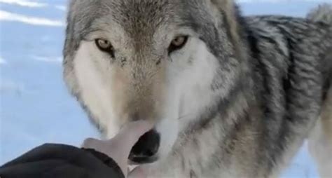 Giant Wolf Sits Down Next To This Woman Now Watch The Moment When