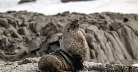 Slavenka And Obi Fur Seal On Horseshoe Island Antarctica