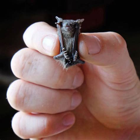 Bumblebee bat held by human hands. Creative Ideas - Bumblebee bat (Craseonycteris... | Facebook