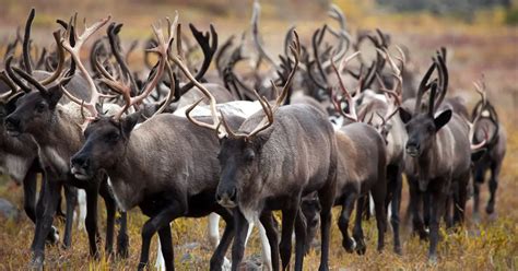 Caribou Migration Everything To Know About This Incredible Journey