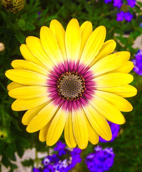 Purple Daisy Flower With Yellow Centre Katherina Schafer