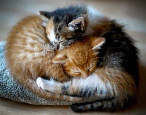 18 Incredibly Cute Pictures Of Cuddling Cats