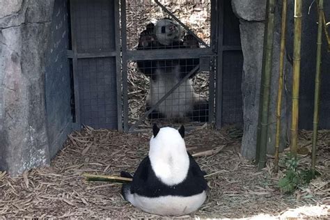 Pandas Kai Kai And Jia Jia To Get Their Privacy As They Enter Mating