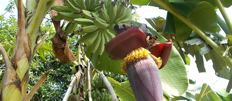 Amazing Health Benefits Of Banana Flowers - QIPA