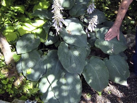 My Favorite Plants Continued G For Geraniums And H For Hostas The