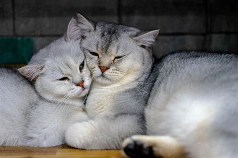 The 10 Most Affectionate Cat Breeds Meet The Ultimate Cuddle Buddies