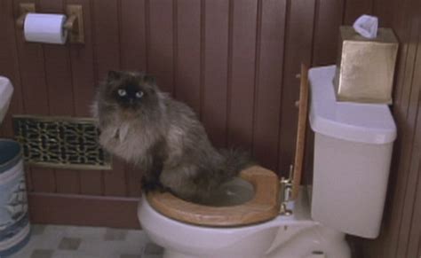 The cat to use the toilet? Can You Toilet Train Your Cat?