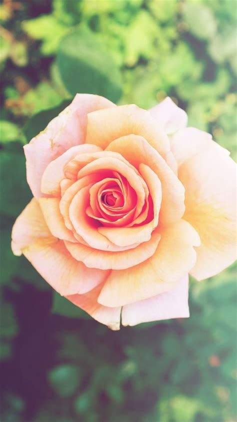 Beautiful Pink Rose Flower Macro Iphone 8 Wallpapers Free Download