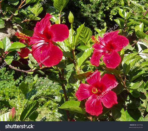 Red Tropical Hibiscus Flowers Stock Photo 6037762 Shutterstock