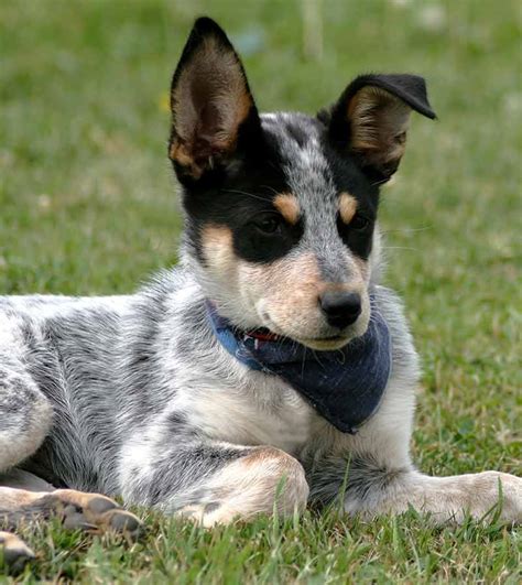 5 Months Old Superior Australian Cattle Dogs Dog Puppy For Sale Or