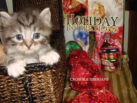 Christmas In July Meet Our Hypoallergenic Siberian Cats Croshka Siberians