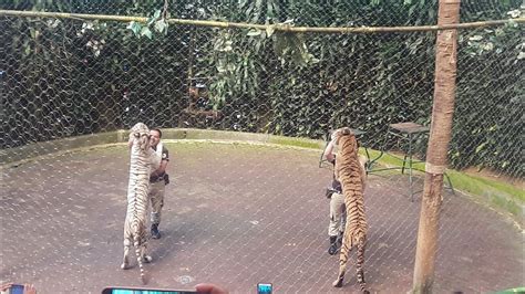 Harimau Di Taman Safari Indonesia Bogor Youtube