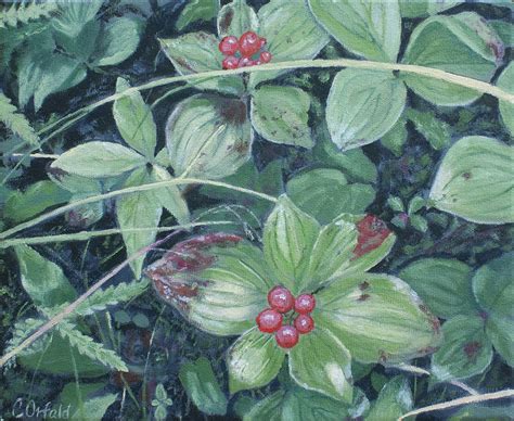 Painting of Bunchberry (Cornus Canadensis) - Catherine Orfald