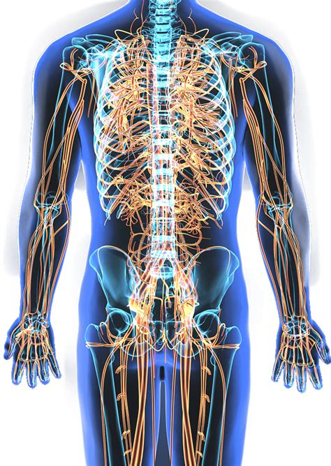 The picture on the left shows the somatic motor system. Download Nervous System - Human Nervous System Transparent ...