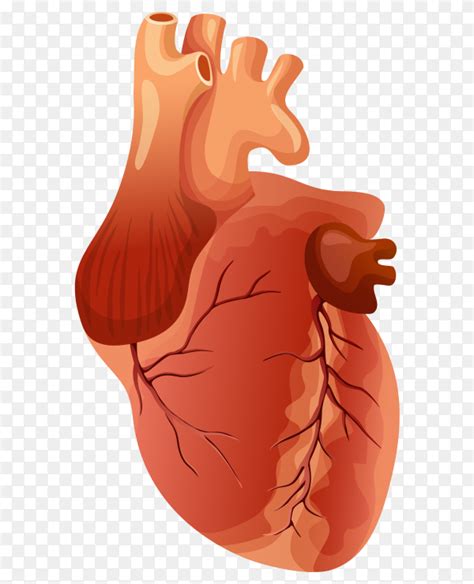 Human Heart Anatomy Heart Medical Science Vector Illustration Clip