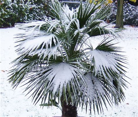 Top 20 Palm Trees That Can Survive Freezing Weather In 2021 Cold