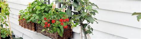 Container gardening is an easy way to grow vegetables, especially when you lack yard space! Window Box Gardening from Suttons Seeds