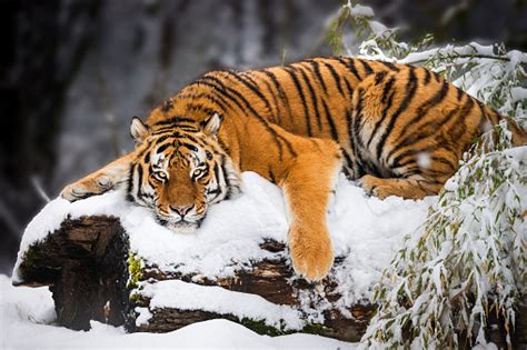 Tiger In Snow Stock Photo Download Image Now Istock