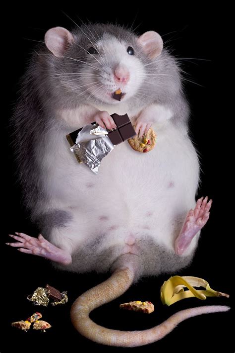 The Scary Costs Of A Junk Food Diet Theyll Surprise You Cute Rats