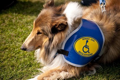 Emotional Support Animal And Service Animal Laws In Arizona Housing