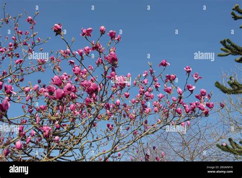 Spring Flowering Deciduous Magnolia Tree Magnolia Ians Red In A