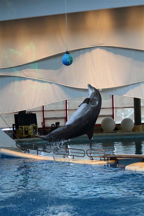 Dolphin Show National Aquarium In Baltimore Md 1212237 Photograph