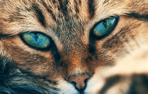 All About Understanding Why Cats Blink Slowly Catbuzz