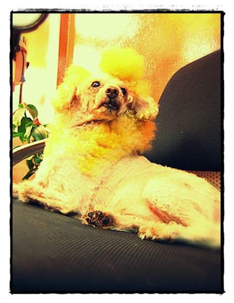 Yellow Poodle Flickr Photo Sharing