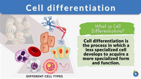 Cell Differentiation Definition And Examples Biology Online Dictionary