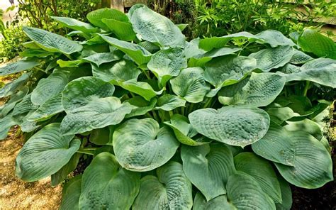 Giant Hostas 🌿 🌳 Uncover How These Large Plants Can Transform Your Garden